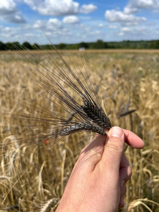 Why ancient grains like einkorn, emmer and spelt feel different.