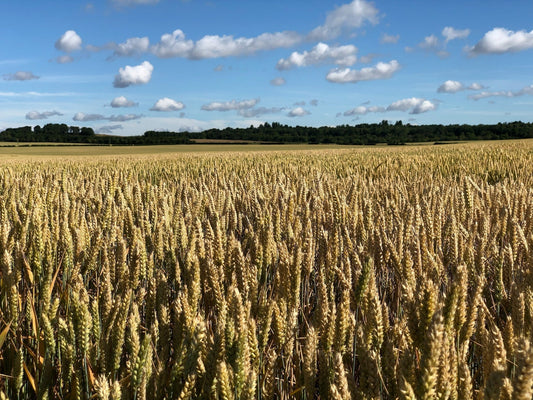 What does Organic really mean?