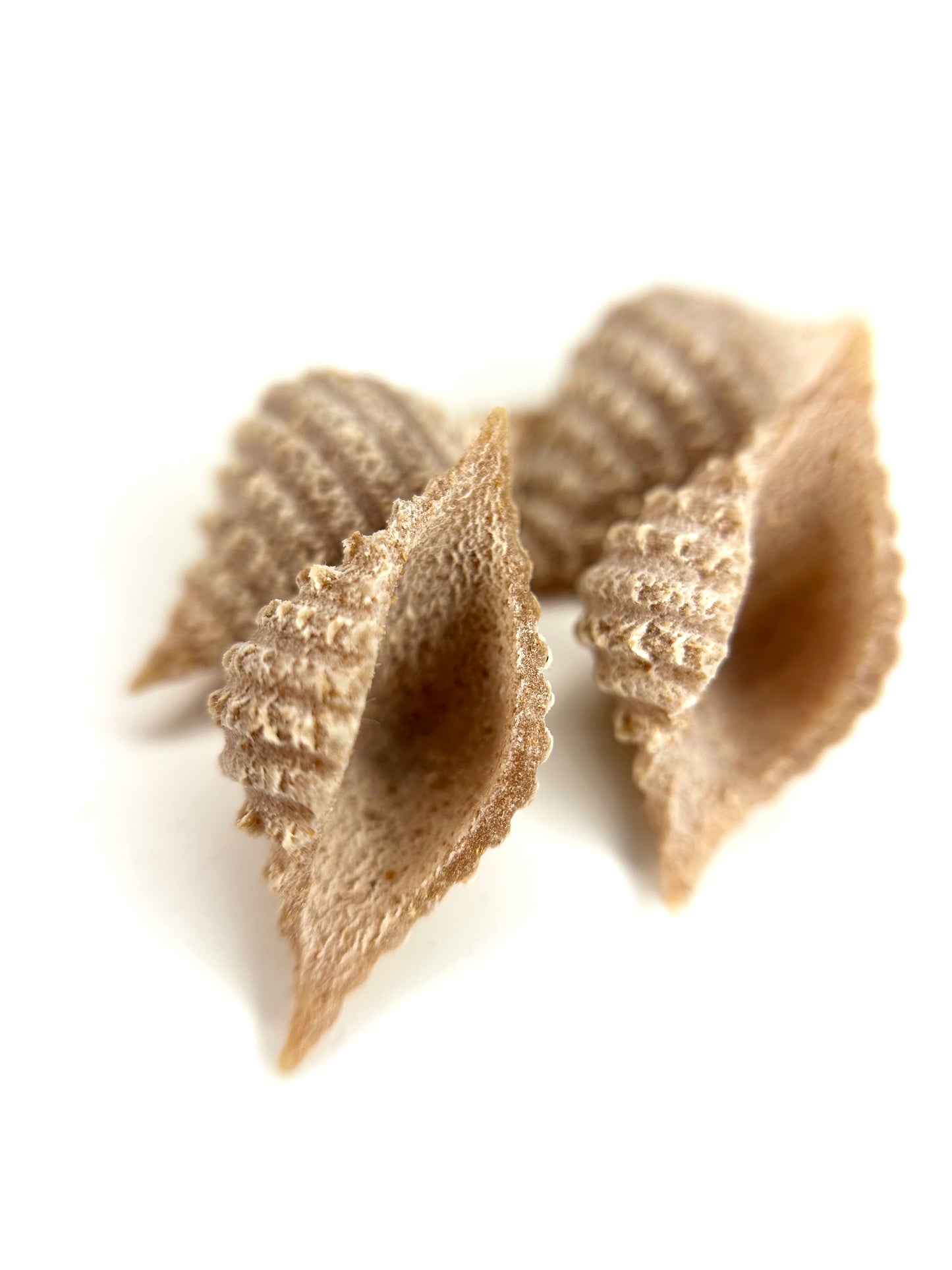 individual pieces of organic wholegrain spelt conchiglie pasta from carleschi 