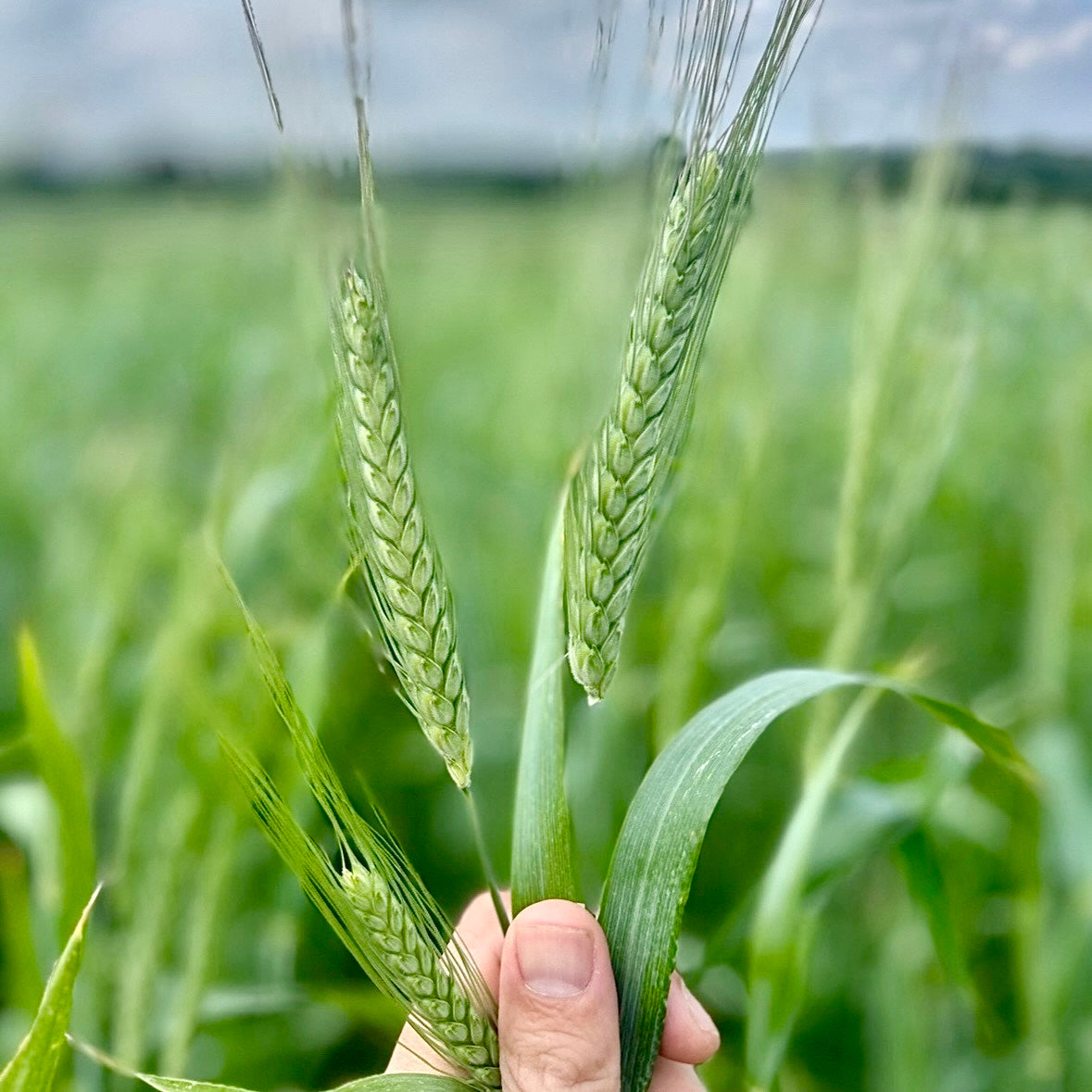 Hand holding green wheat ears against a blurred green field background