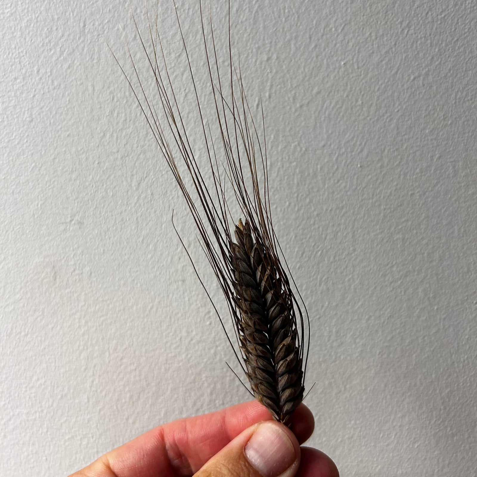 Hand holding a single ear of wheat against a plain background