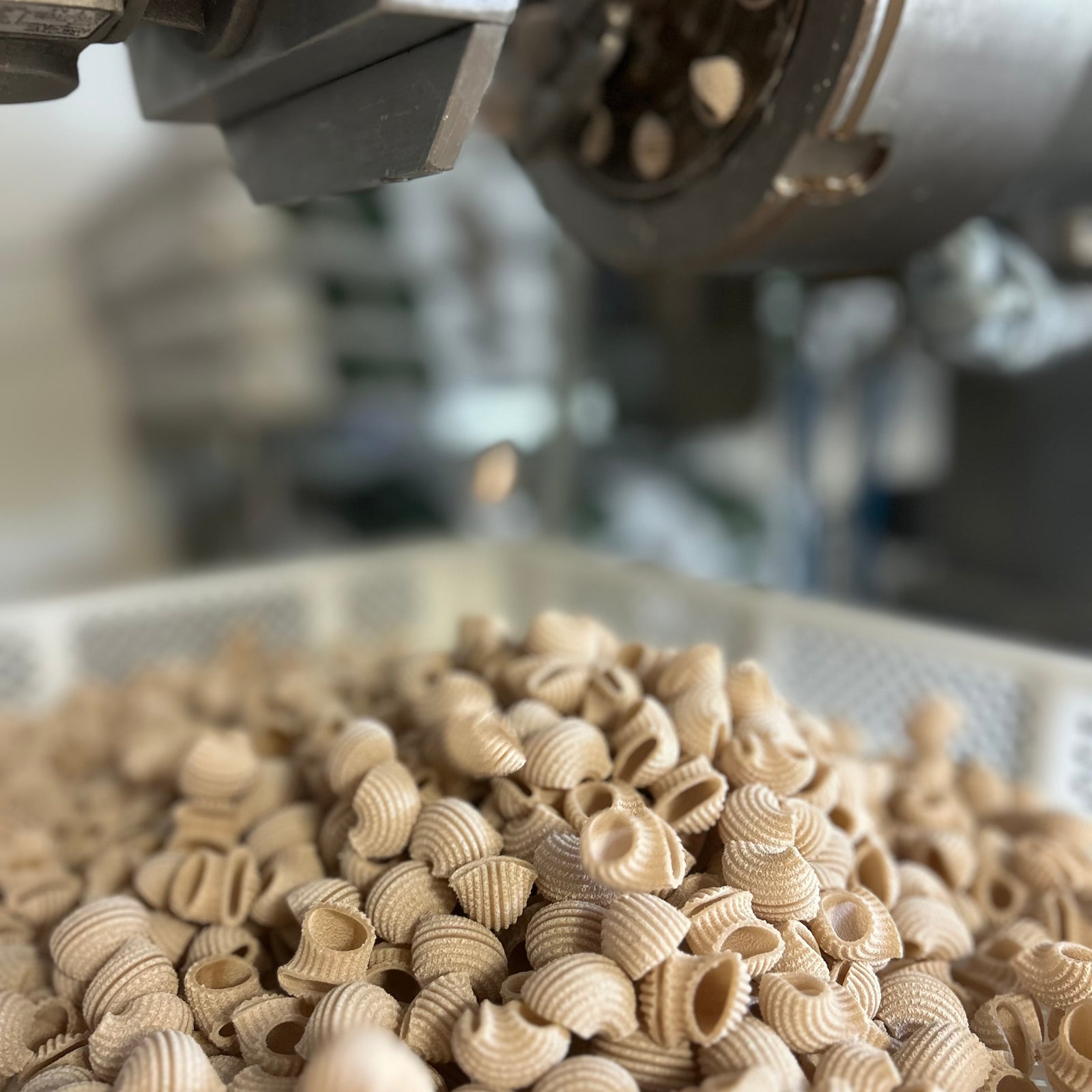 Carleschi Pasta being extruded from a machine into a tray